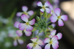 Raphanus sativus caudatus