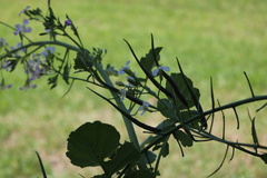 Raphanus sativus caudatus