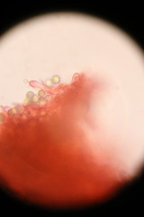 Zelleromyces australiensis