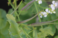 Raphanus sativus caudatus