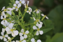 Raphanus sativus caudatus