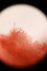 Zelleromyces australiensis