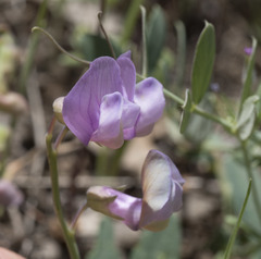 Lathyrus brownii