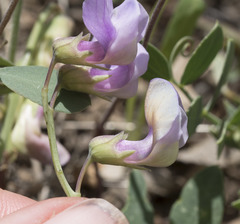 Lathyrus brownii