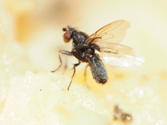 Leptocera