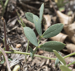 Lathyrus brownii