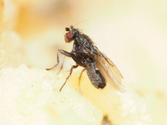 Leptocera