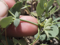 Lathyrus brownii