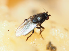 Leptocera
