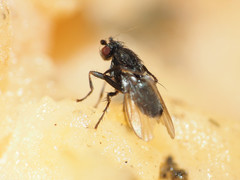 Leptocera