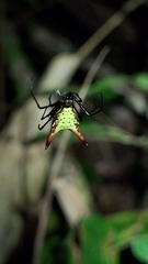 Micrathena macfarlanei