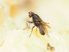 Leptocera