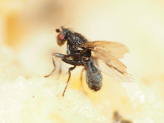 Leptocera