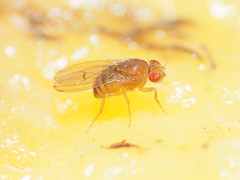 Drosophila immigrans
