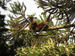 Alouatta guariba