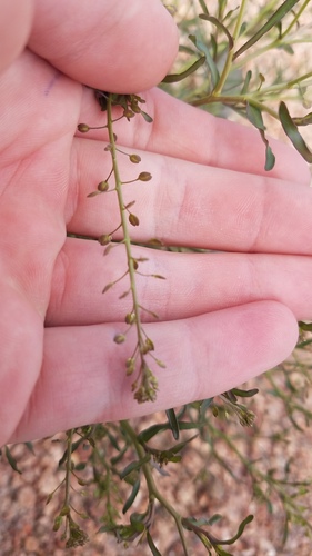 Lepidium ruderale iNat (1)