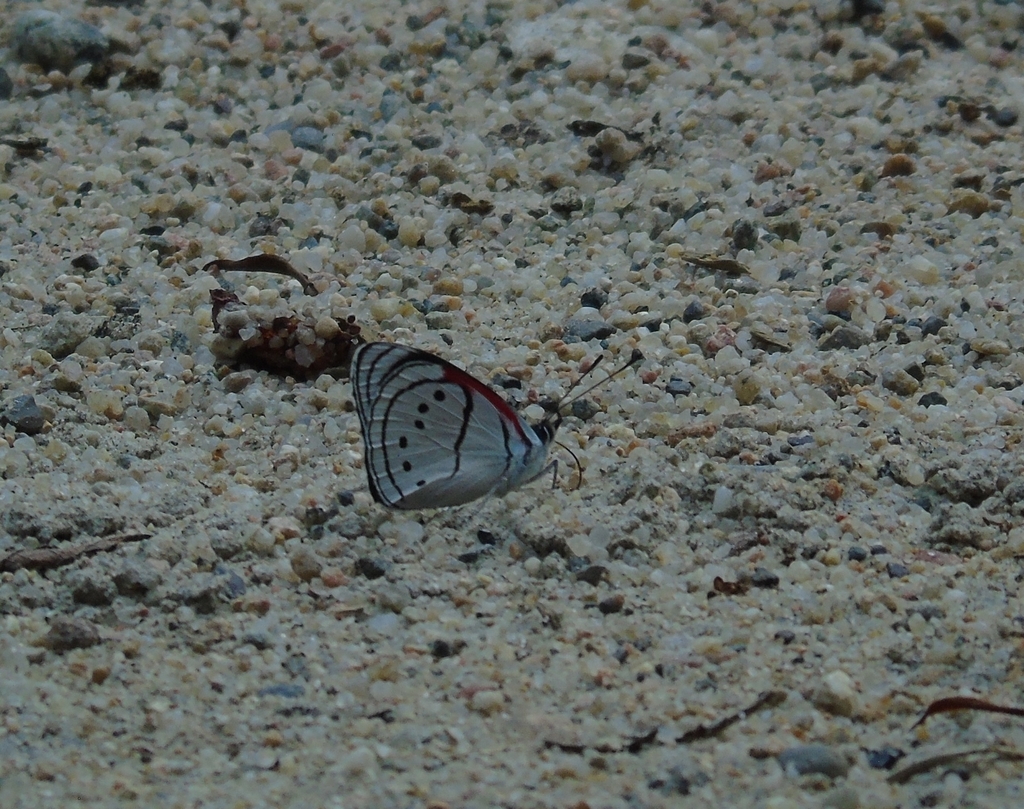 Perisama euriclea