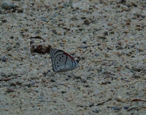 Perisama euriclea