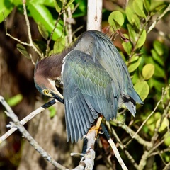 Butorides virescens image