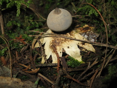 Sulcostomata
