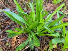 Carphephorus paniculatus