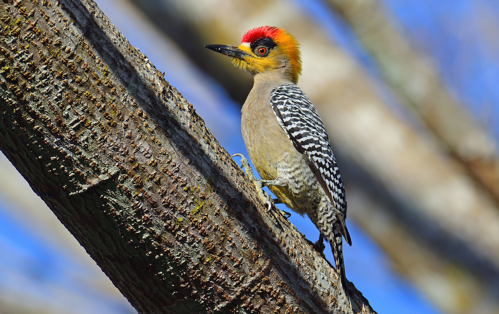 Golden-cheeked Woodpecker (Melanerpes chrysogenys) photo