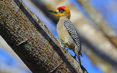 Golden-Cheeked Woodpecker photo 1