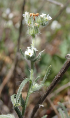 Cryptantha clevelandii