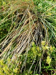 Spinifex sericeus