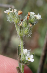 Cryptantha clevelandii