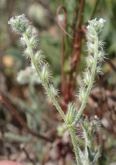 Cryptantha clevelandii