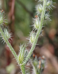 Cryptantha clevelandii