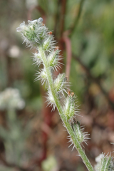 Cryptantha clevelandii