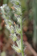 Cryptantha clevelandii