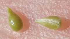 Cryptantha clevelandii