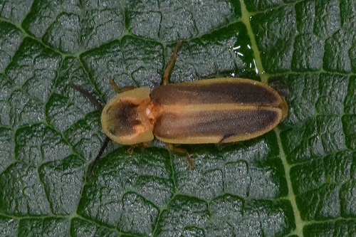 Lampyridae image