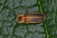 Pleotomodes