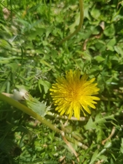 Taraxacum officinale