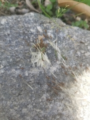 Taraxacum officinale