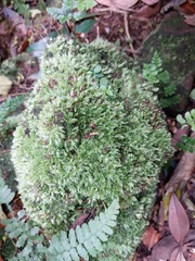 Leucobryum juniperoideum