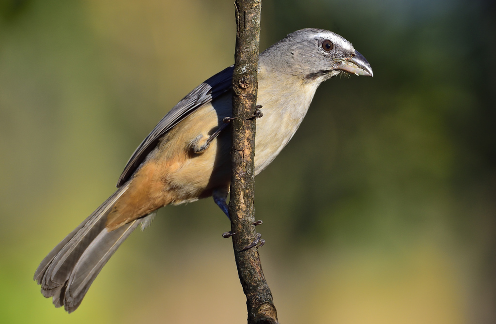 Cinnamon-bellied Saltator (Saltator grandis) photo