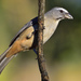 Cinnamon-bellied Saltator - Photo (c) Ad Konings, some rights reserved (CC BY-NC), uploaded by Ad Konings