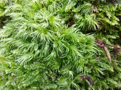 Leucobryum juniperoideum