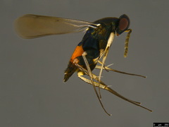 Elasmus