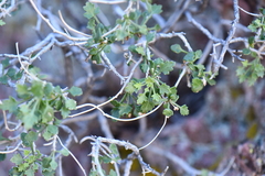 Pleurocoronis laphamioides