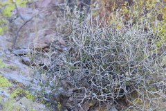 Pleurocoronis laphamioides