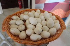 Phoenicopterus roseus