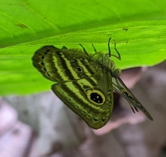 Leucochimona hyphea