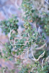 Pleurocoronis laphamioides