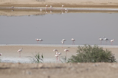 Phoenicopterus roseus